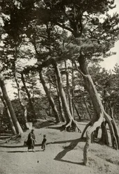 Tallarna i Shizu-Ura, 1910.