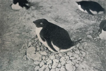 Denna pingvin har en flittig kompis, c1911, 1913