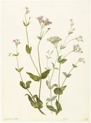 Blåsensenna och Sticky Catchfly Rode en witte Viscaria av pekanjer