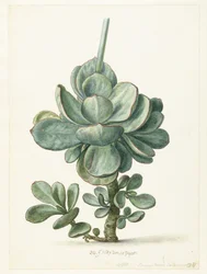 Suckulent växt (Cotyledon orbiculata?)