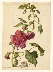 A Stockros