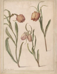 Studie av tre fritillare, 1683.