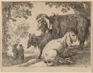 Angora får