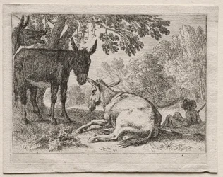 Djur i landskap: Åsnor