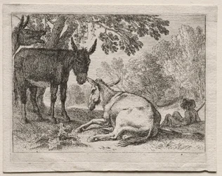 Åsnor.