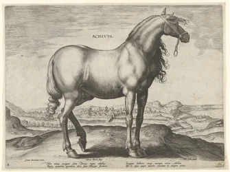 Häst från Grekland (Achivus) Achivvs (titel på objekt) Hästaraser från Royal Stables of Don Juan of Austria (serietitel) Equile Ioannis Austriaci Caroli (serietitel)