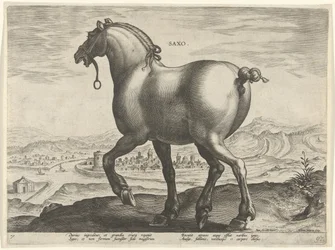 Häst från Sachsen Saxo (titel på objekt) Hästaraser från Royal Stables of Don Juan of Austria (serietitel) Equile Ioannis Austriaci Caroli (serietitel)