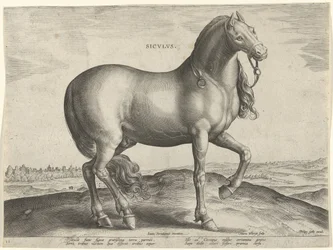 Häst från Sicilien (Siculus) Sicvlvs (titel på objekt) Hästaraser från Royal Stables of Don Juan of Austria (serietitel) Equile Ioannis Austriaci Caroli (serietitel)
