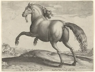 Häst från Spanien (Hispanus Alter) Hispanvs (titel på objekt) Hästaraser från Royal Stables of Don Juan of Austria (serietitel) Equile Ioannis Austriaci Caroli (serietitel)