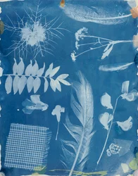 Plant Exemplar av Bayard, ca 1842 (cyanotyp)