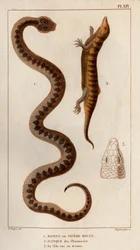 Aesping eller Red Vipere, Skink från apotek, hans huvud sett ovan.” Fauna des Mdecins eller historia om djur och deras produkter av Hippolyte Cloquet” - Volym 6 - 1825.