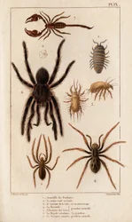 Butikernas Amardille, Skabbens Sascopte, Tarantula, Araignee av scavar, Mygale, Skorpionen.