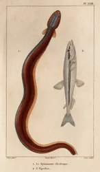Electric Gymnonote and Smelt.” Fauna des Mdecins eller historia om djur och deras produkter av Hippolyte Cloquet” - Volym 6 - 1825.