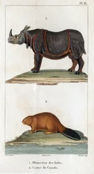 Indien noshörning och kanadensisk bäver. Fauna des Médecins eller historia om djur och deras produkter av Hippolyte Cloquet” - Volym 6 - 1825.