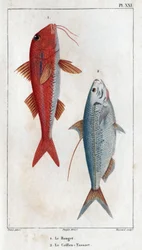 Rouget och Caillou-Tassart (Caillou Tassart). I ""Fauna des Medecins eller historia om djur och deras produkter av Hippolyte Cloquet"" - Volym 6 - 1825.