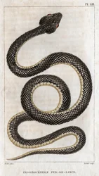 Representation av Trigonocephale - Spjutspets: reptil. Tallrik från "" läkarnas fauna eller djurens historia och deras produkter"