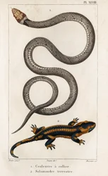 The Collared Snake, Land Salamander.” “Fauna des Médecins or History of Animals and their Products by Hippolyte Cloquet” - Volym 6 - 1825.