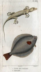 Gecko av hus och Limand. Tallrik hämtad från "" Fauna of Physics or History of Animals and their Products"" av Hippolyte Cloquet