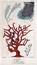 Den röda korallen, dess polypier, Coralline officinale, en av de grova grenarna. i "" Fauna of the Docks or History of Animals and their Products by Hippolyte Cloquet"" - Volym 6 - 1825.