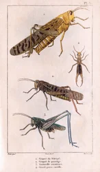 The Senegal Grasshopper, Passage Grasshopper, Grasshopper, Great Pierce-ear.in "" Fauna des Medecins or history of animals and products by Hippolyte Cloquet"" - Volym 6 - 1825.