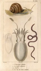 Den vanliga snigeln, den vanliga bläckfisken, dess ben, den vanliga daggmasken. i "" Fauna of the Docks eller historia av djur och deras produkter av Hippolyte Cloquet""" - Volym 6 - 1825.