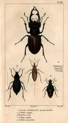 Den manliga drakens takfönster, naturlig storlek, Reduve-masken, de vanliga blapsen, proscarabee Meloe i "" Fauna av läkarna eller historia av djur och deras produkter av Hippolyte Cloquet"" - Volym 6 - 1825.