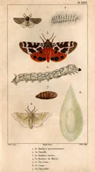 Procession Bombyce, dess larv, Marten Bombyce, Murier Bombyce, Silk Worm, dess skrov, dess chrysalide.in "" Fauna of the Doctors or history of animals and their products by Hippolyte Cloquet"" -