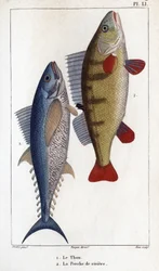 Tonfisk och flodabborre.”” Läkarfauna eller djurens historia och deras produkter av Hippolyte Cloquet”” -