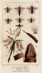 Olika bin." "Fauna des Mdecins eller historia om djur och deras produkter av Hippolyte Cloquet" - Volym 6 - 1825.