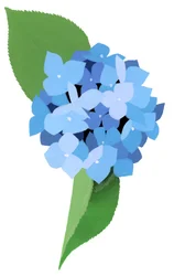 hortensia