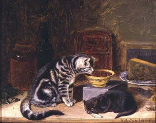 Två katter
