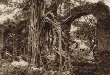 Mexiko: Spansk bågbro med fikonträd, Antigua, Vera Cruz State (svartvitt foto)