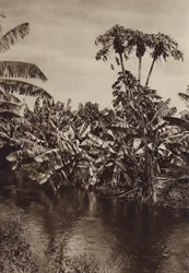 Mexiko: Bananer och papayor, Vera Cruz State (svartvitt foto)
