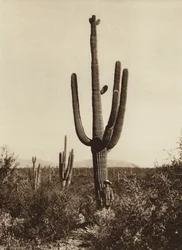 Mexiko: "Cereus giganteus" i omgivningarna kring Magdalena, delstaten Sonora (svartvitt foto)