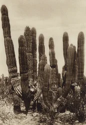 Mexiko: Guaymas, "Cereus Pringlei", Estado Sonora (svartvitt foto)