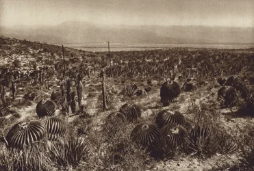Mexiko: Sierra de Tehuacan, I den främre delen "Echinocactus grandis" (svartvitt foto)