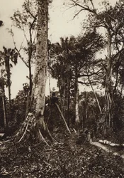 Mexiko: Tamasopo, Panorama över jungfrulig skog (svartvitt foto)