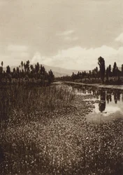 Mexiko: Xochimilco, En av huvudkanalerna (svartvitt foto)