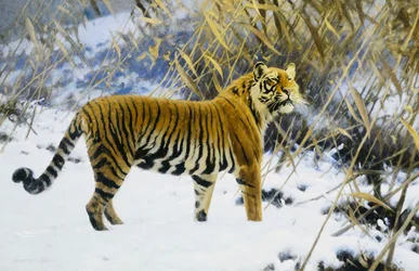 Tiger i ett vinterlandskap