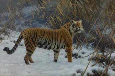 ""En tiger i snön"" (En tiger i snön) Målning av Hugo Ungewitter (1869-1944) 1912 Privat samling