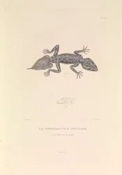 Gymnodactyle Phyllure