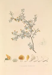 Adesmie Épineuse" (taggig adesmia)
