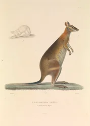 Halmaturen Thetis
