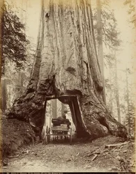 Del av "Wawona", 28 fot i diameter, 275 fot hög, Mariposa Grove