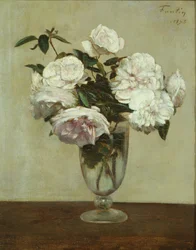 Rosa rosor