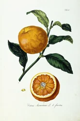 Orange frukt, citrus
