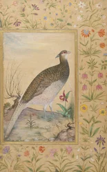 A Himalayan Cheer Pheasant, c.1620, bård c.1635 (ogenomskinlig wc & guld på papper)