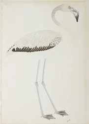 En flamingo, ca 1780 (ogenomskinlig wc på papper)