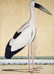En stork med öppen näbb, ca. 1780