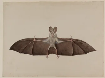 Asiatisk mindre falsk vampyrfladdermus, ca 1790